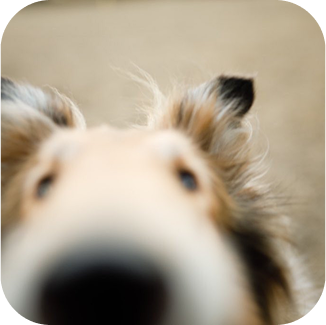 Close-up of Reveille