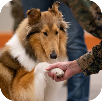 Reveille shaking hands