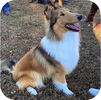 Reveille sitting on grass